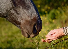 A close-up of a horse being fed grass by a person in Tandil, Argentina.