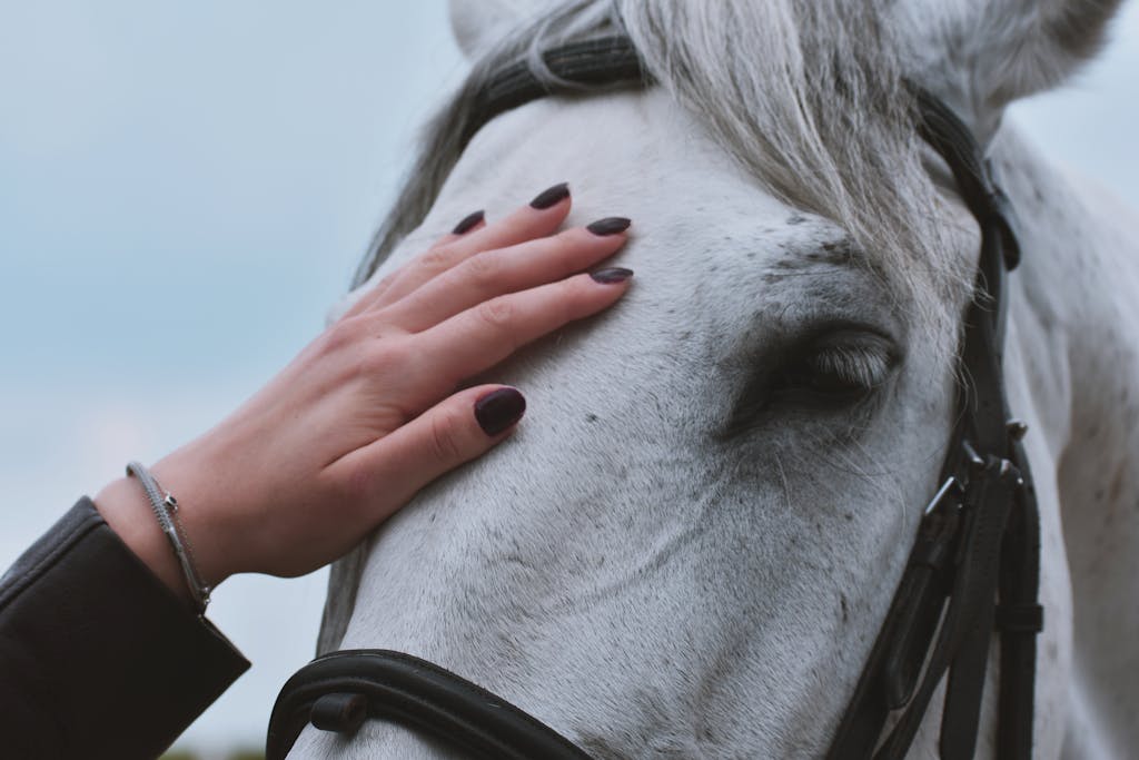 A close-up portrait of a woman's hand gently touching a white horse.