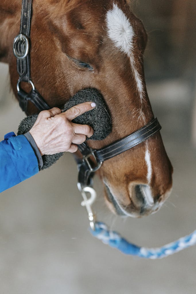 Close-up of a person grooming a horse, highlighting the gentle process of animal care.