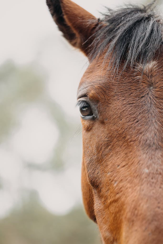 Detailed macro shot of a horse's eye, showcasing natural beauty and expression.